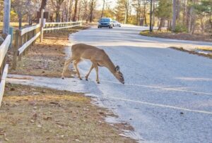 Michigan Urges Drivers to Watch for Deer During Hunting Season